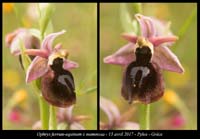 Ophrys-ferrum-equinum-x-mammosa
